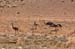 Flinders Ranges 054