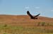 Flinders Ranges 058