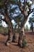 Flinders Ranges 072