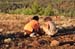 Flinders Ranges 109