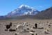 D'Uyuni à Sajama (262)