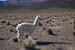 D'Uyuni à Sajama (263)