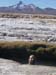 D'Uyuni à Sajama (302)